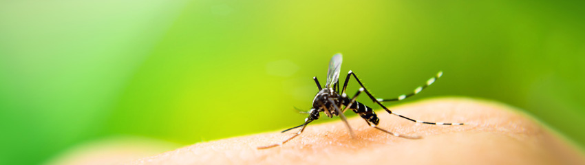 Mosquito potentially infected with Zika