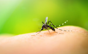 zika-virus-blog